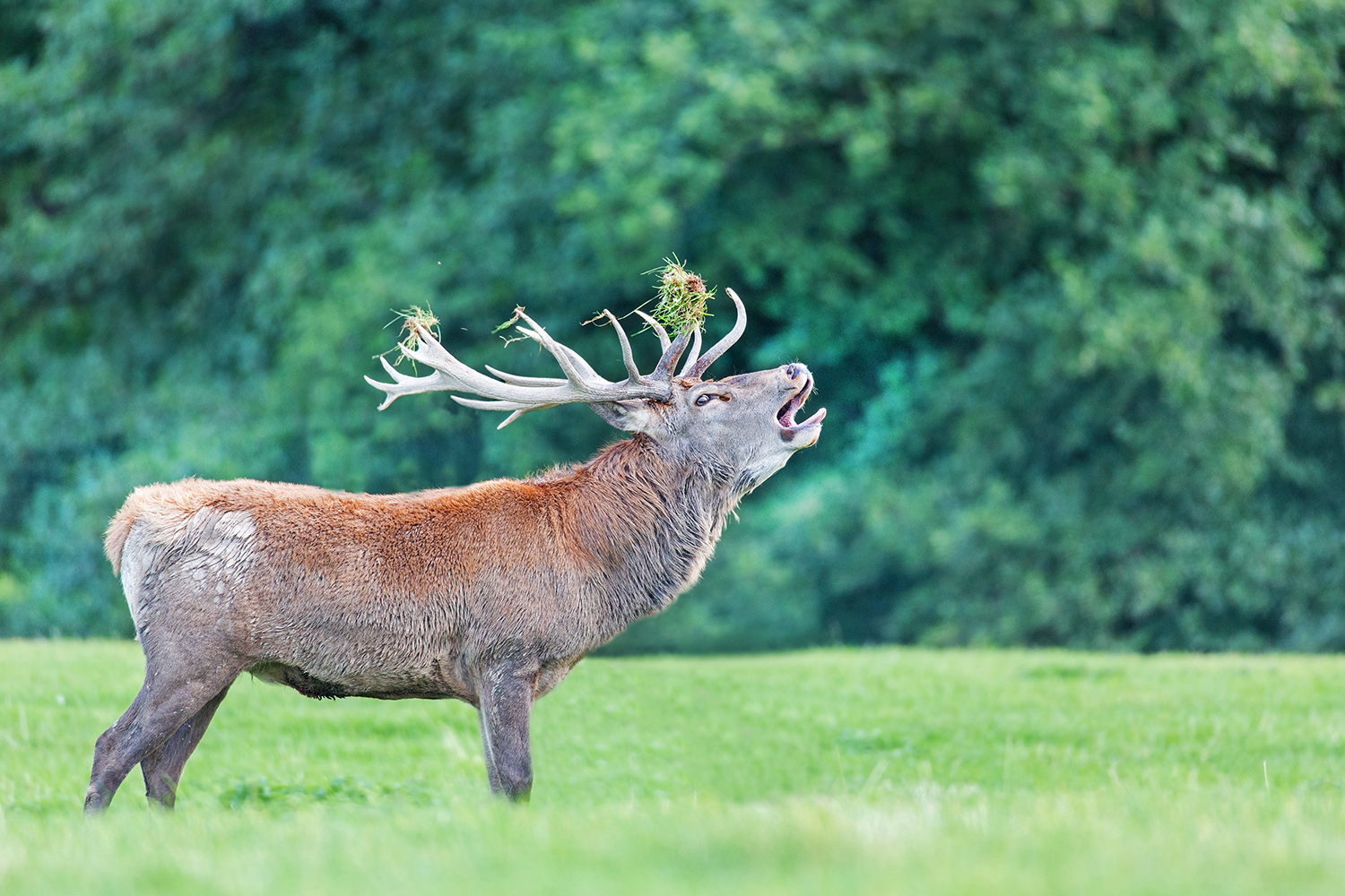 König des Waldes