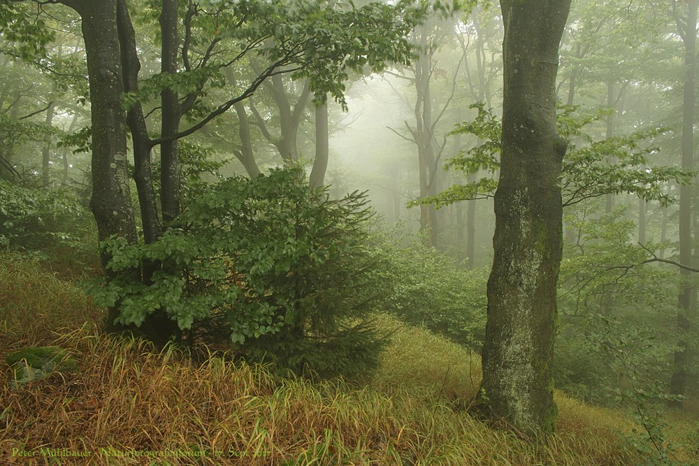 Nebelwald