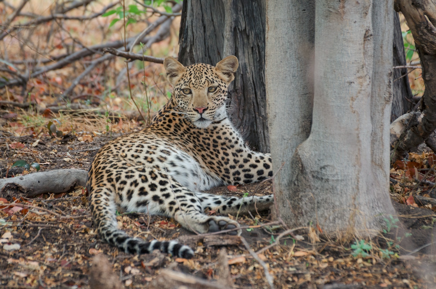 Leopard