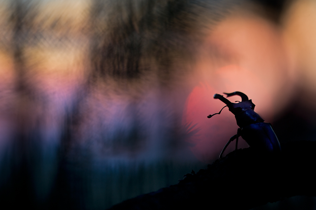 Käfer der Blauen Stunde