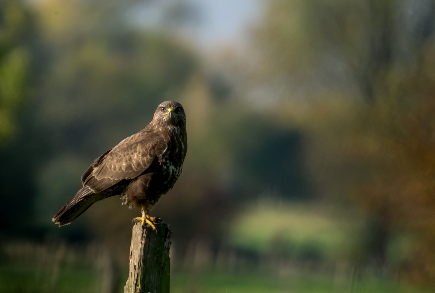 Mäusebussard im herbstlichen Niederrhein