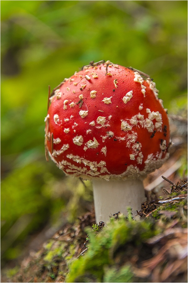 °°° mushroom °°°