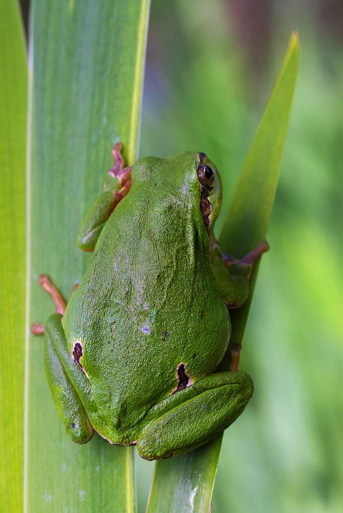 Hyla arborea - Europäischer Laubfrosch