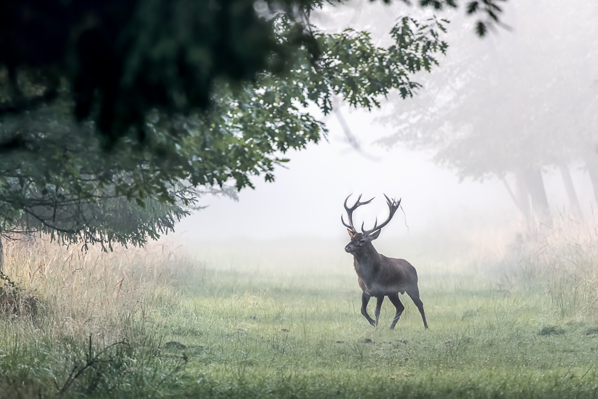 on a misty morning - Rothirsch (Cervus elaphus)