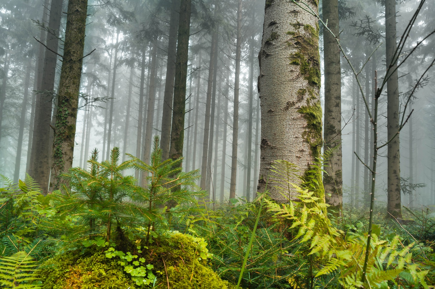 Nebel im Nadelwald