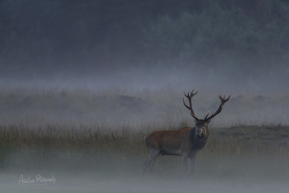 Abendnebel