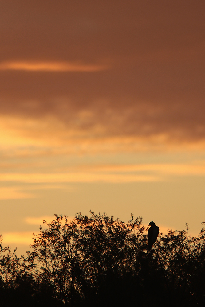Fischadler vor Sonnenaufgang