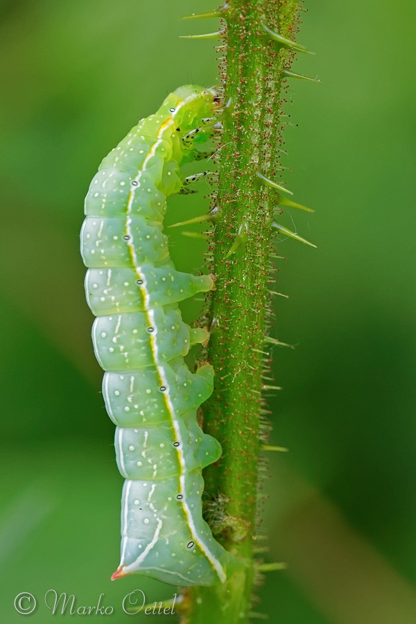 Svenssons Pyramideneule (Amphipyra berbera)