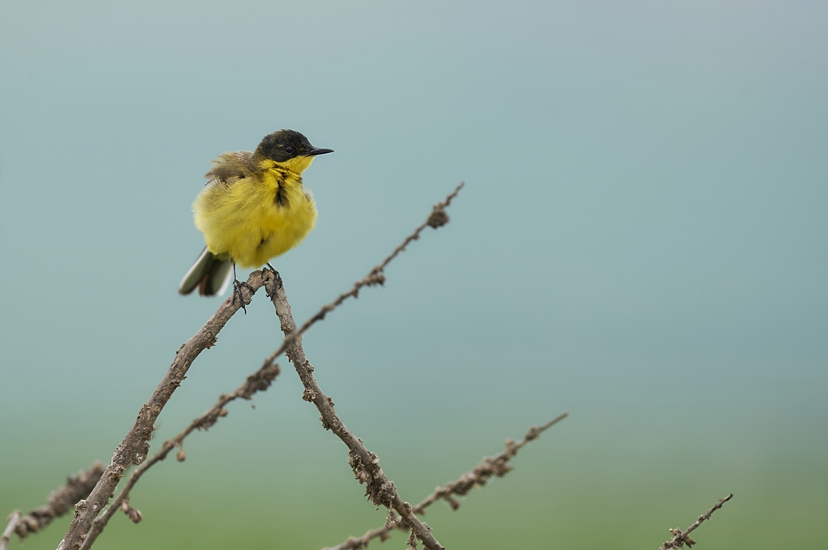 GoYellow