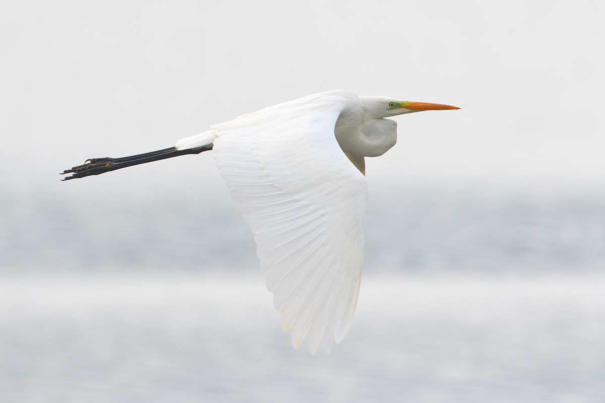 Flug des Silberreihers