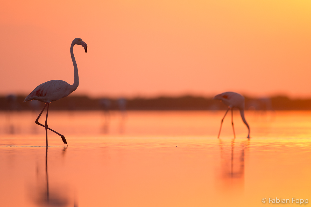 Rosaflamingo (Phoenicopterus roseus)