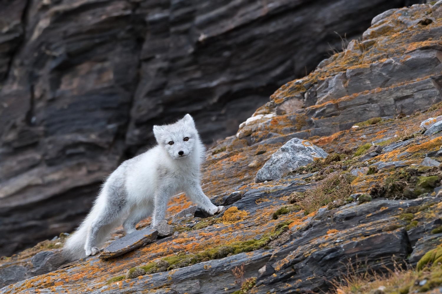 Der Polarfuchs