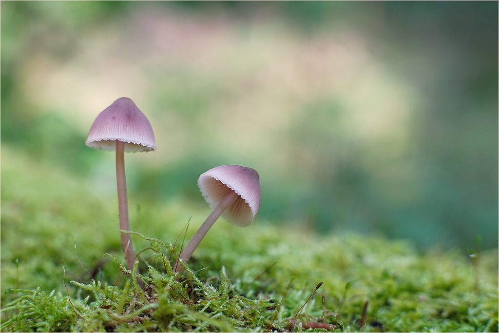 Waldbekanntschaft