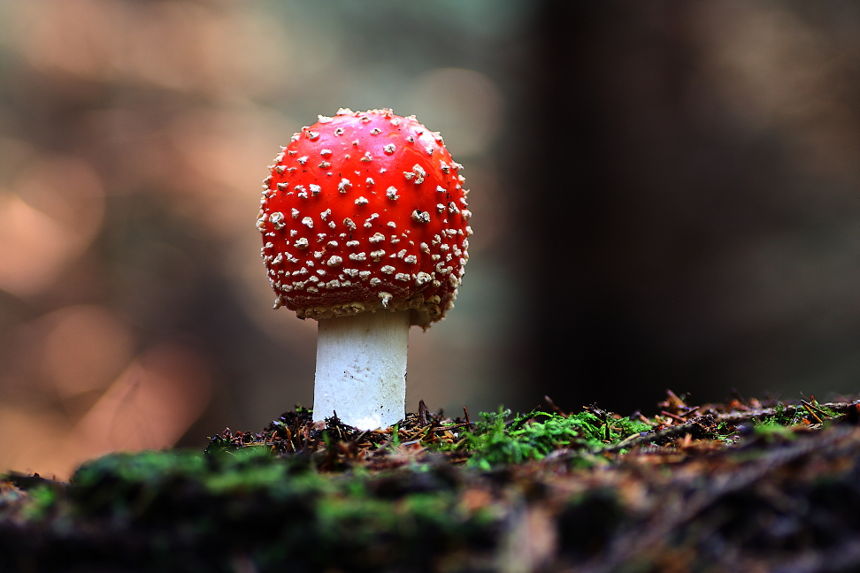 Amanita muscaria