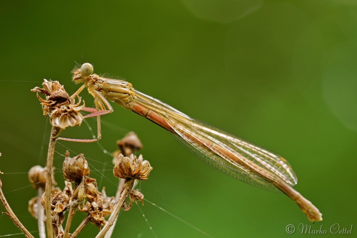 Blaue Federlibelle (Platycnemis pennipes)