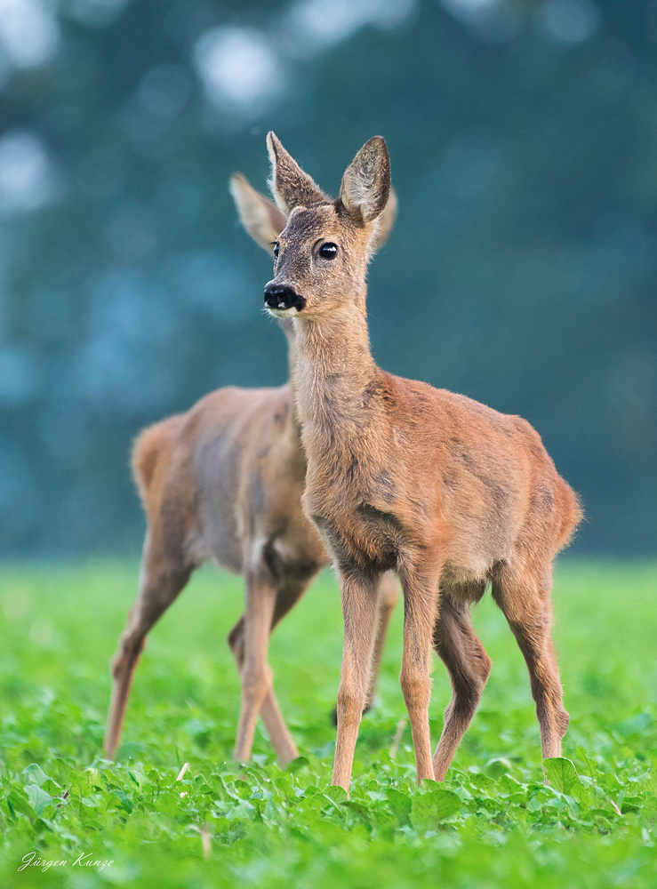 Knopfaugen (Forum für Naturfotografen)