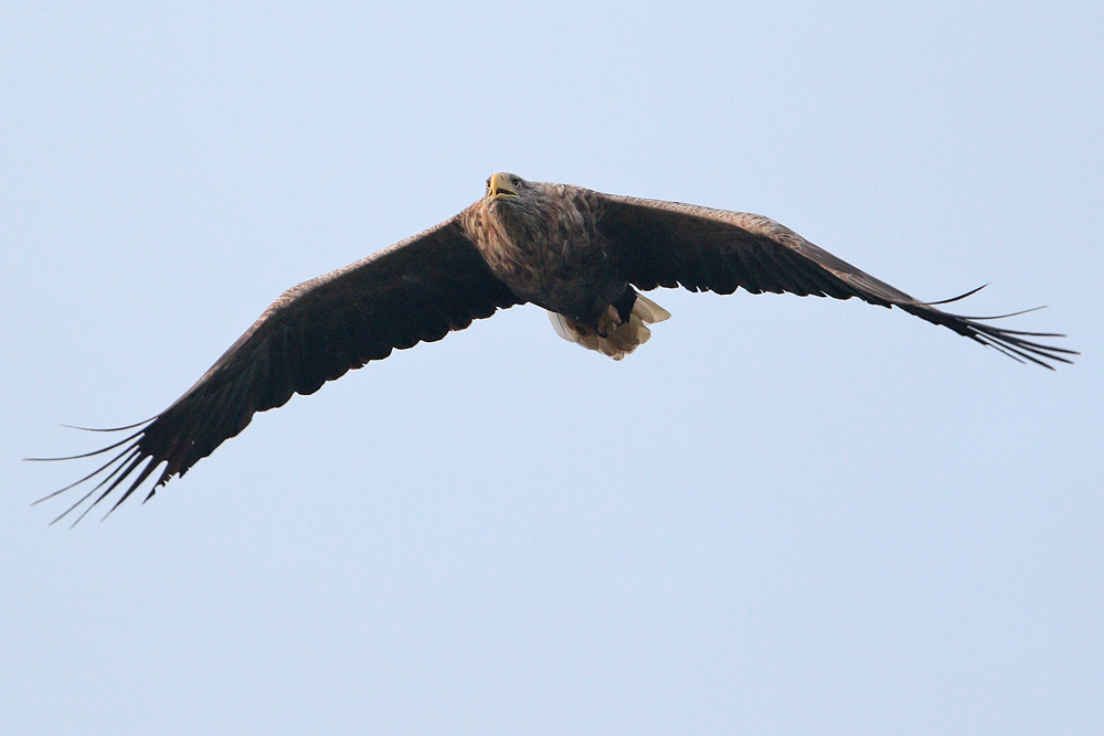 Seeadler