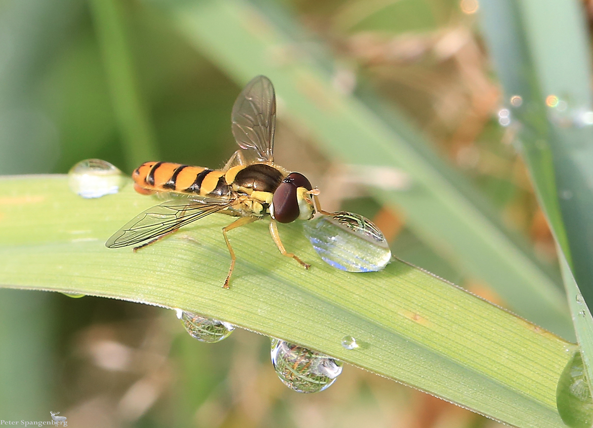 Großer Durst bei kleiner Schwebfliege