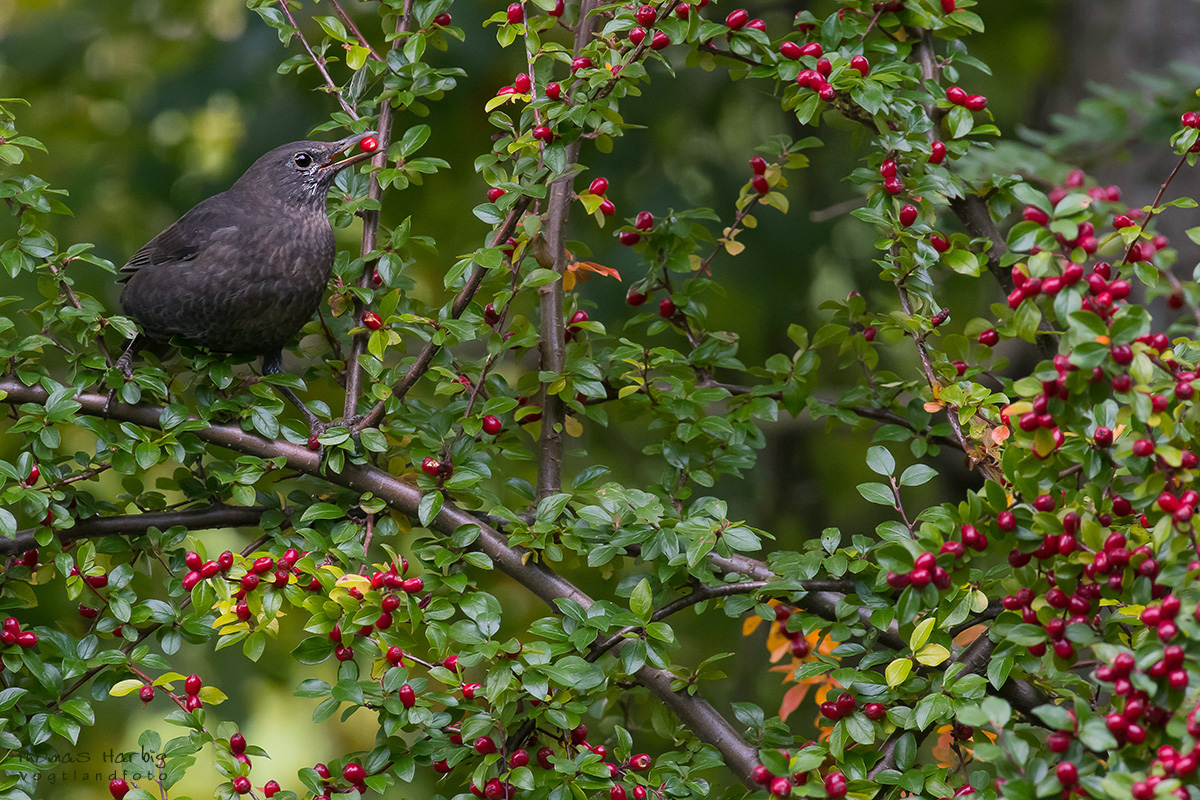 Beeren-Treibstoff