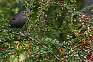 Beeren-Treibstoff