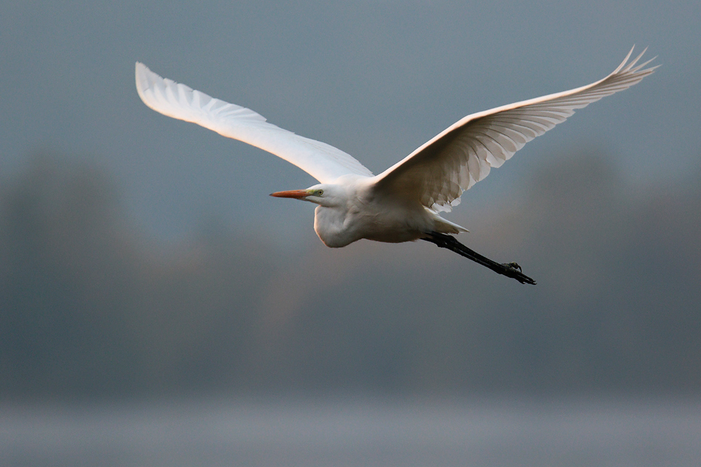 Silberreiher im Flug