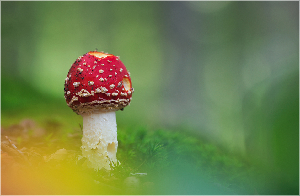 Ein Männlein steht im Walde....