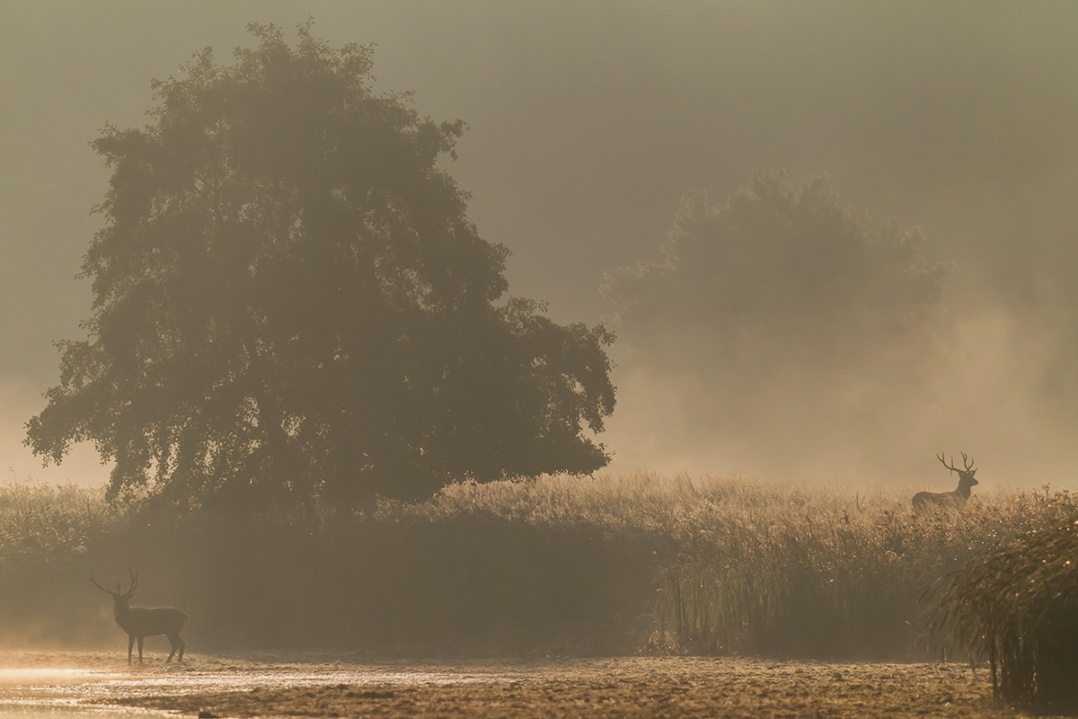 Rothirsch(e) am Morgen