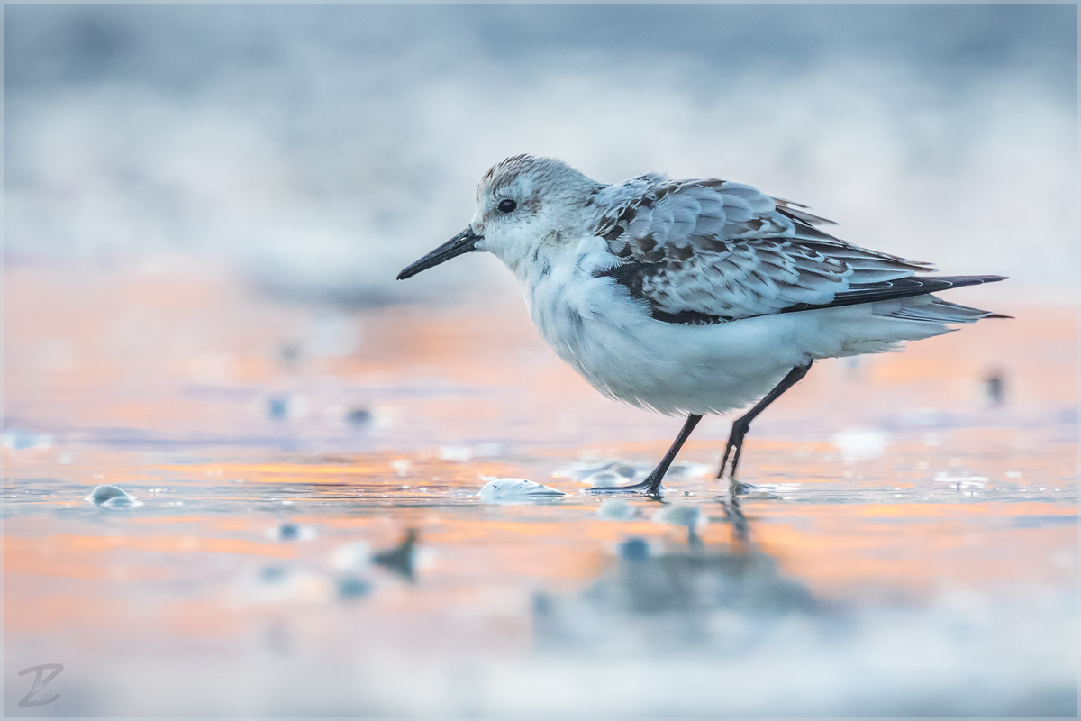 Sanderling am frühen Morgen