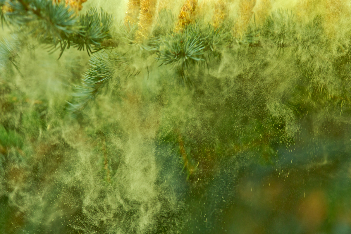 Hier fliegen die Pollen in Massen...