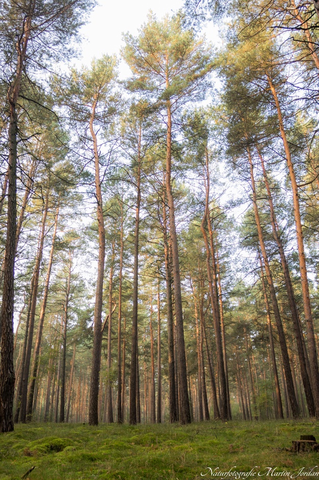 Vormittags im Wald