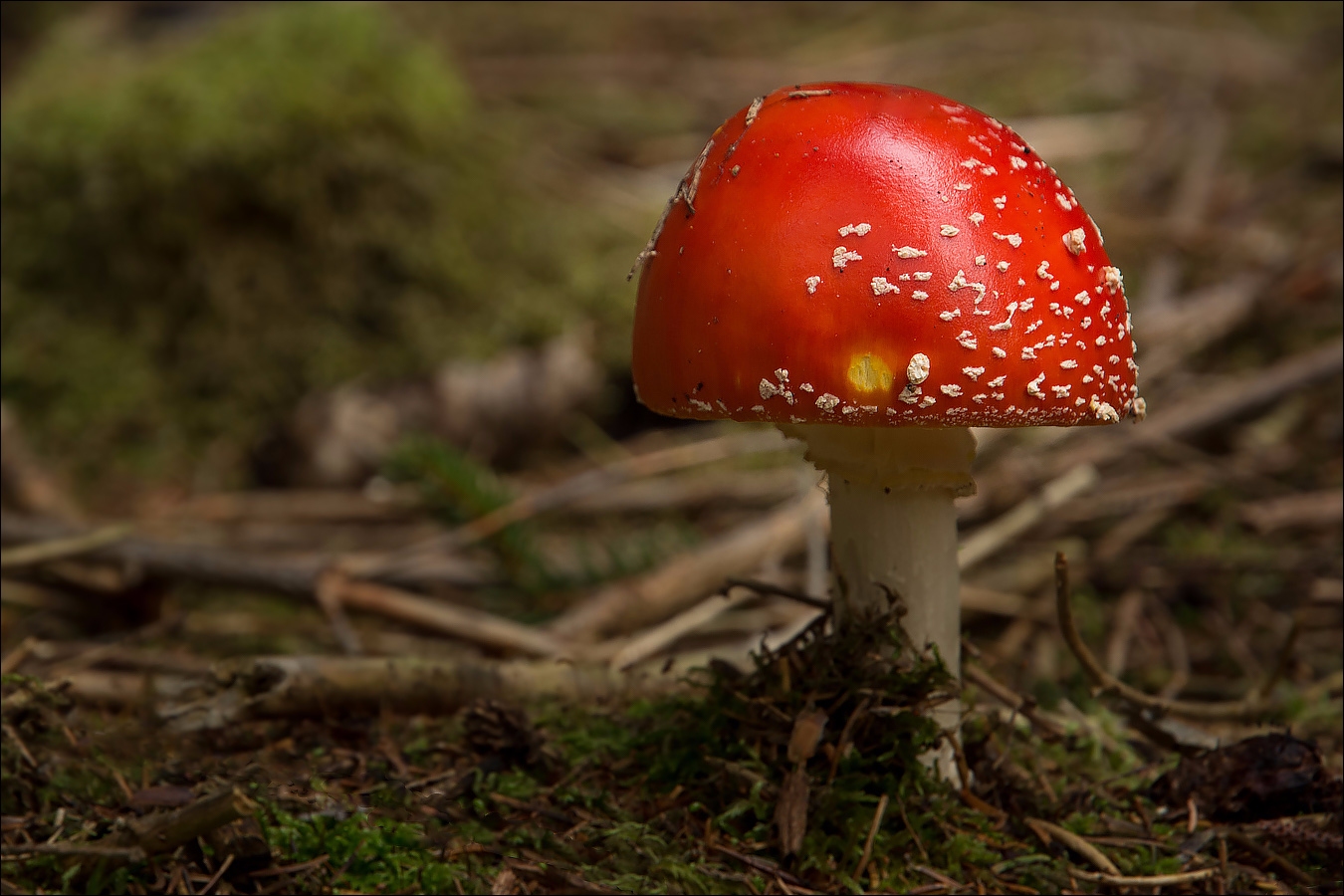 °°° Amanita muscaria °°°