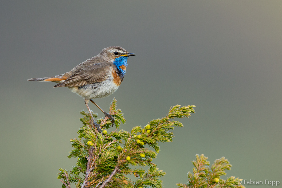 Blaukehlchen (Luscinia svecica svevica)