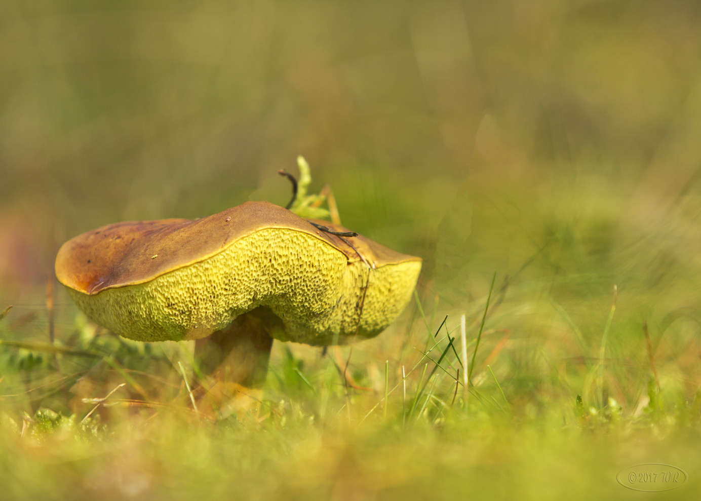 Marone (Forum für Naturfotografen)