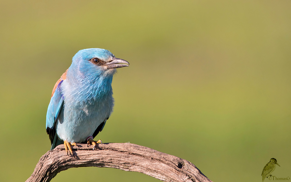 Blauracke  (Coracias garrulus)