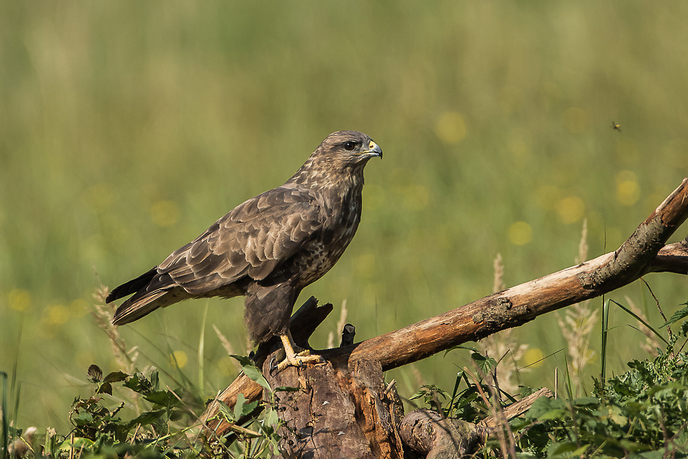 Mäusebussard