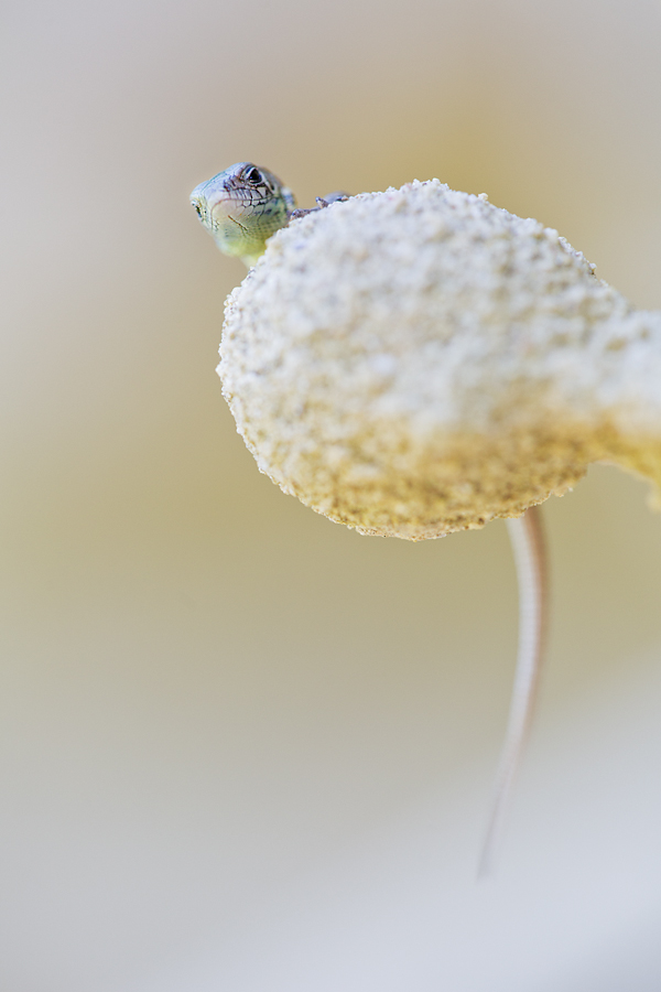 Ritt auf der Sandkugel