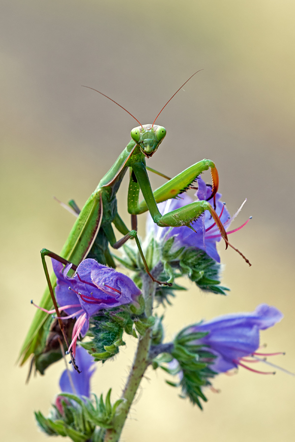 Gestochen unscharf
