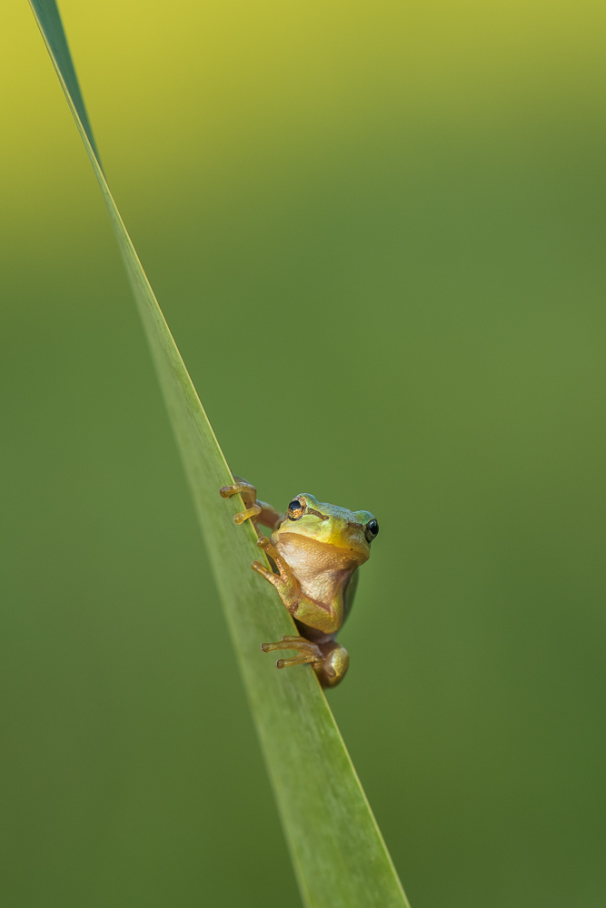 Laubfrosch