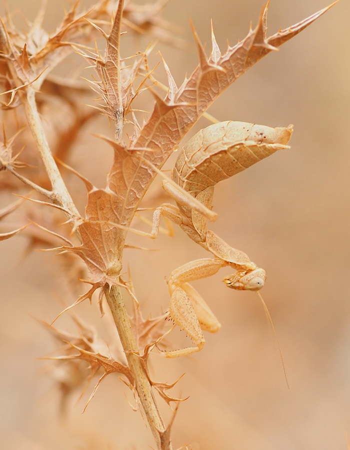 Camouflage in Beige