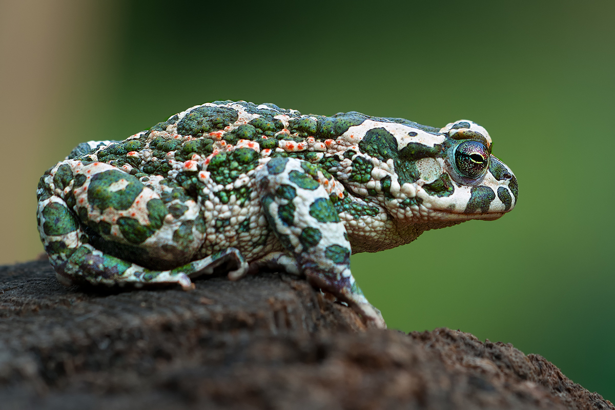 Bufo Viridis