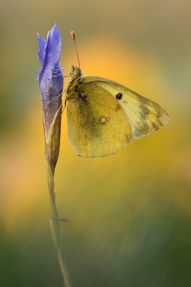 Goldene Acht