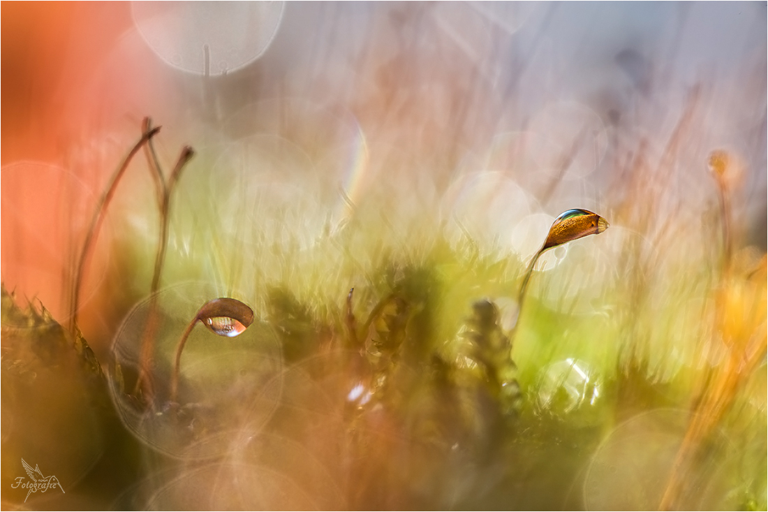 Herbst ist überall