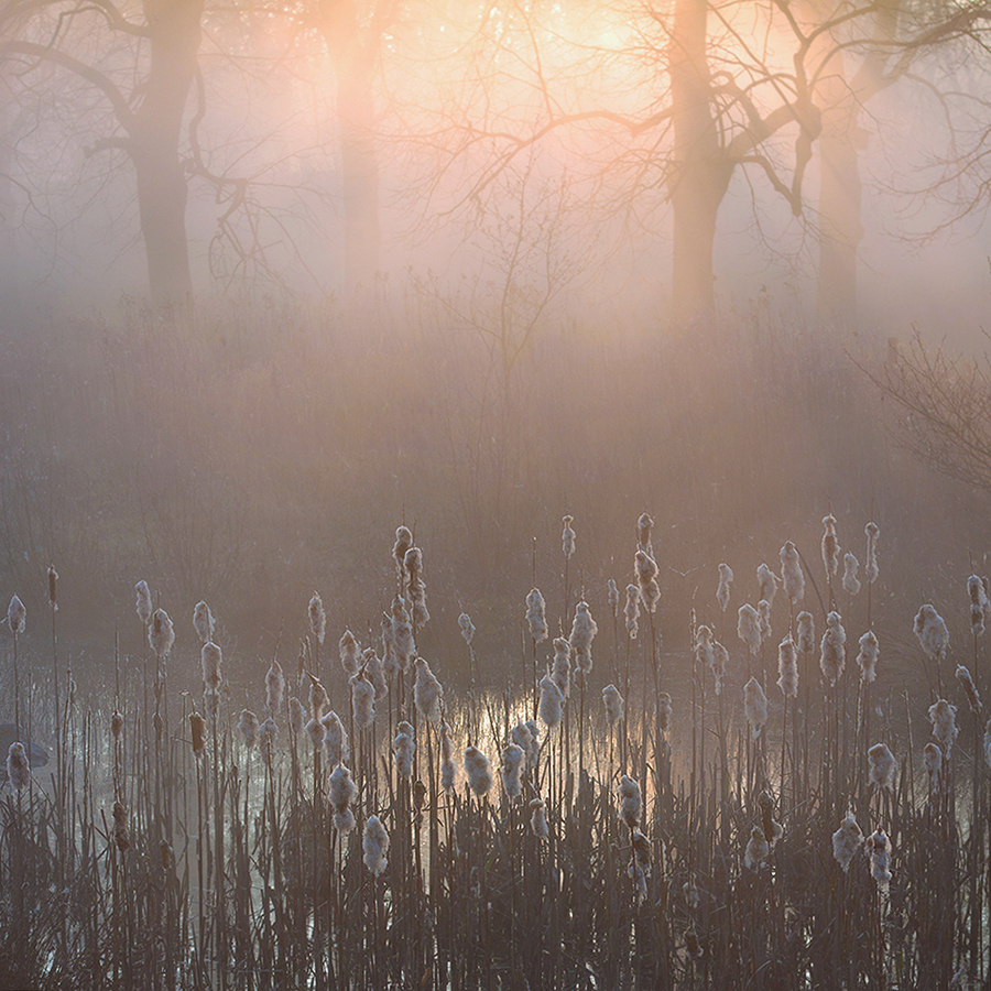 Morgennebel