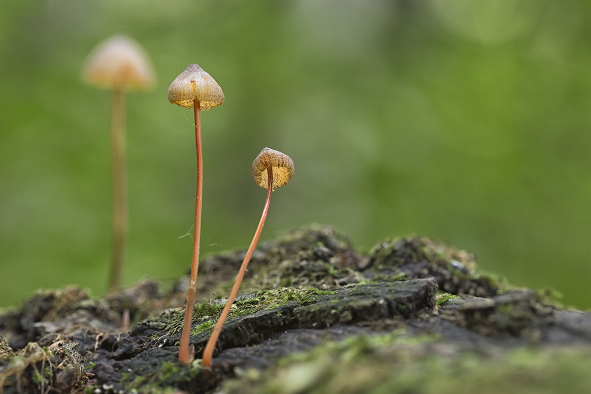 Im noch recht grünen Wald ...