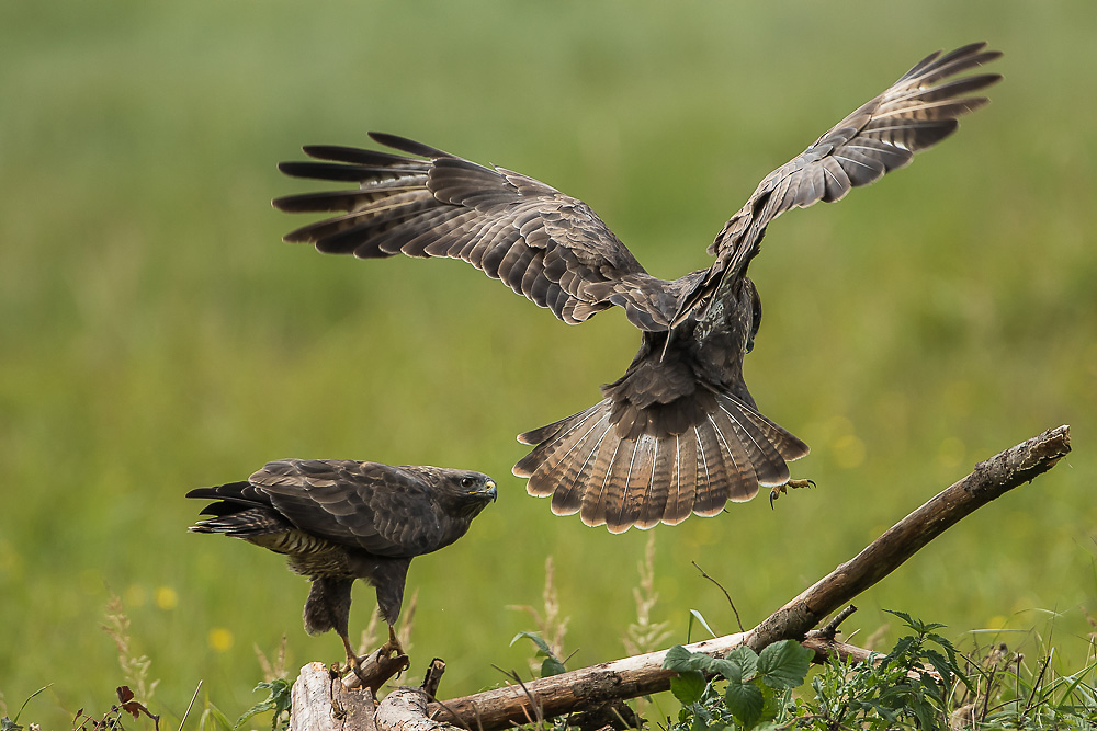 Mäusebussard