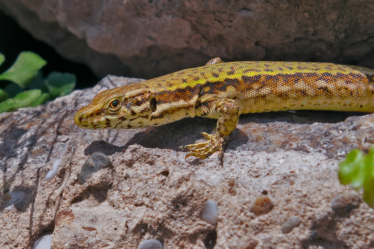 Podarcis muralis nigriventris