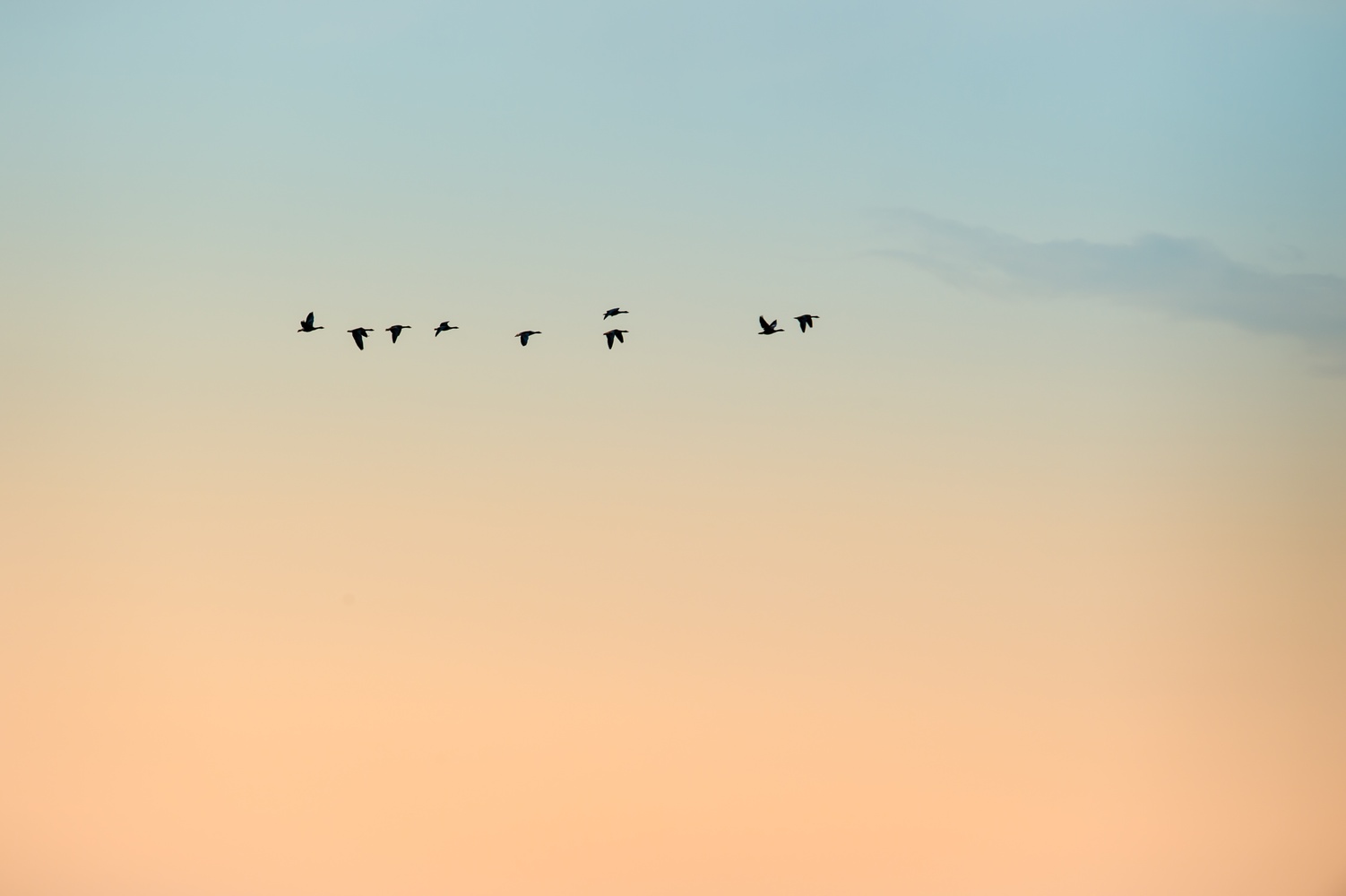 Gänse im Sonnenuntergang