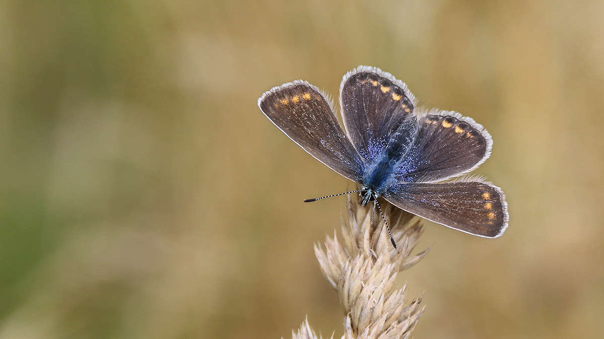 Bläuling auf Waldwiese