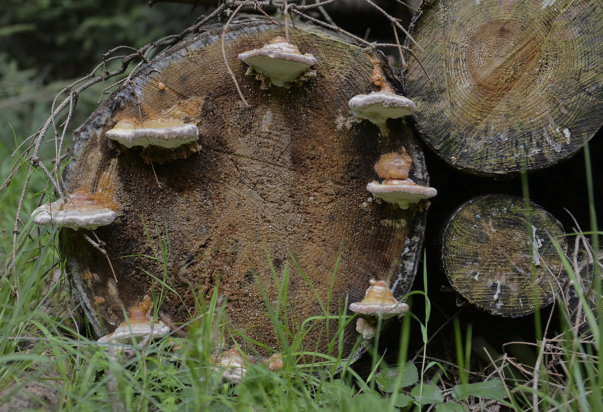 Pilz(uhr)zeit