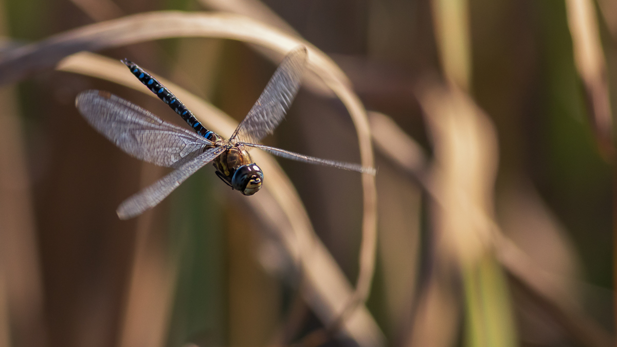 der Flug der Libelle